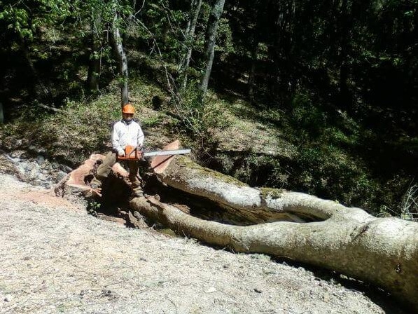 tree service Paso Robles